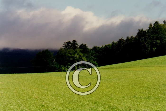 CHAMP6 light
