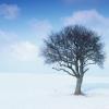 arbre1 light