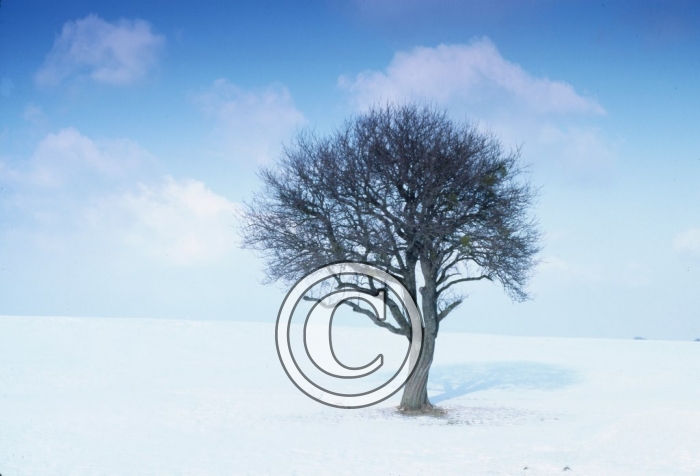 arbre1 light