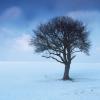 arbre8 light