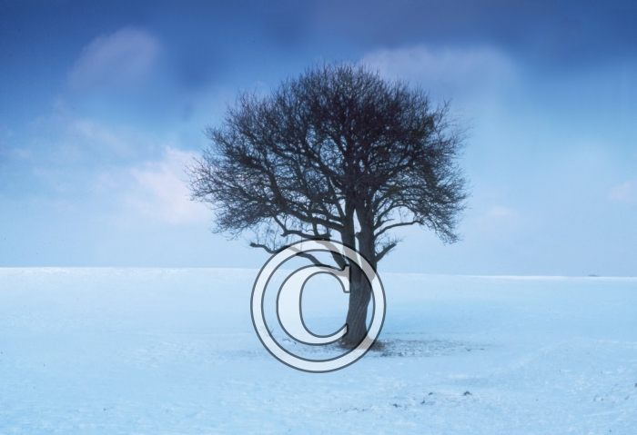 arbre8 light