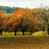 fruitierautomne