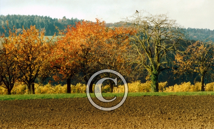 fruitierautomne