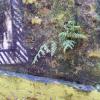 DSCN3098-Copier-