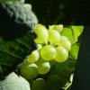 P1040745-Copier-