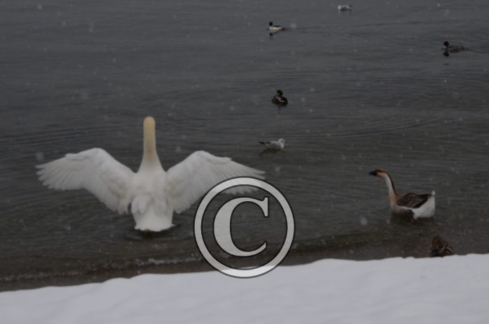 DSC_0534-Copier-