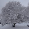 DSC_0565-Copier-