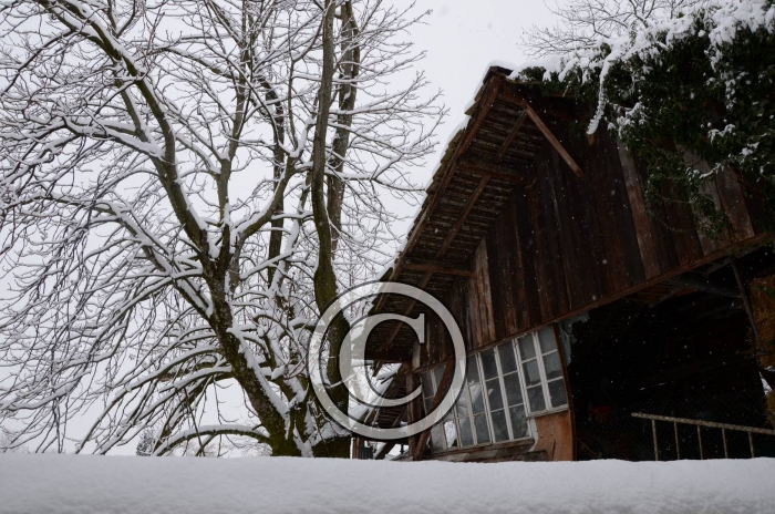 DSC_0619-Copier-