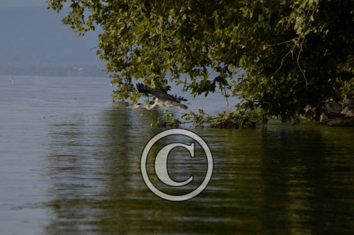 _DSC0978-Copier-