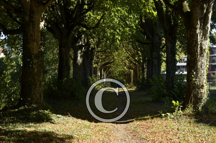 _DSC1312-Copier-
