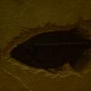 DJP_2861-Copier-