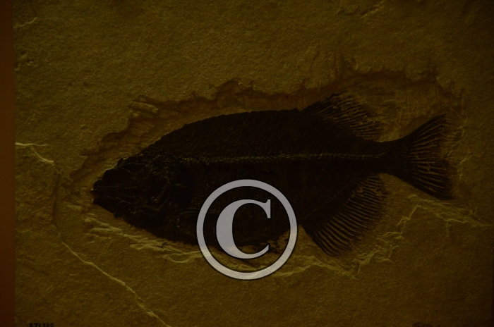 DJP_2861-Copier-